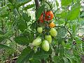 2010-0710-0800_Plumb_Tomatoes_20